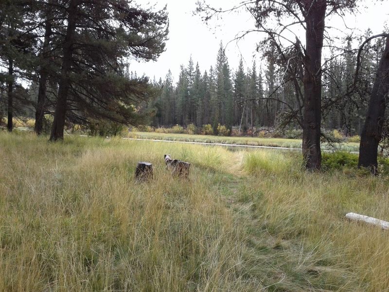Wildlife Encounters That Make This Place Feel Alive
