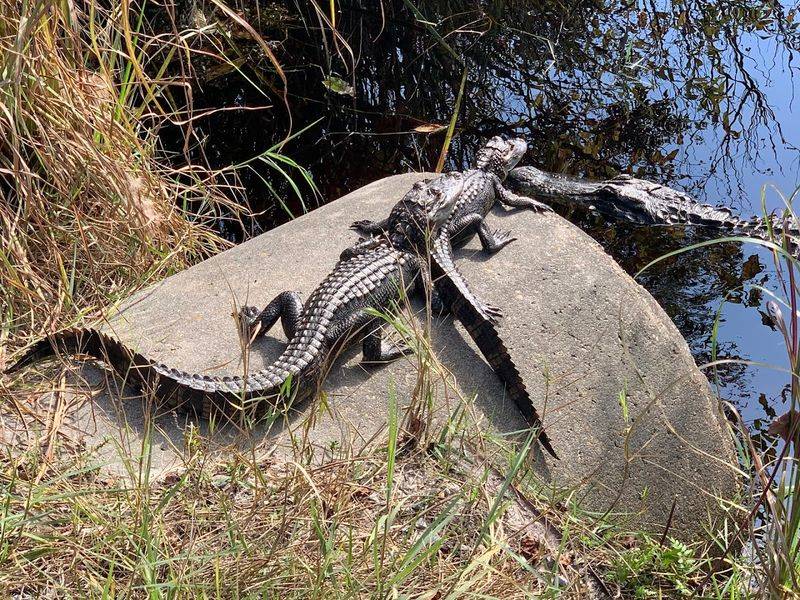 Wildlife Encounters That Stop You in Your Tracks
