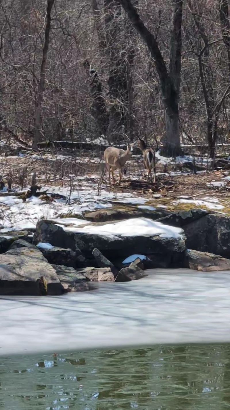 Wildlife Encounters You Would Not Expect at a Former Mining Site