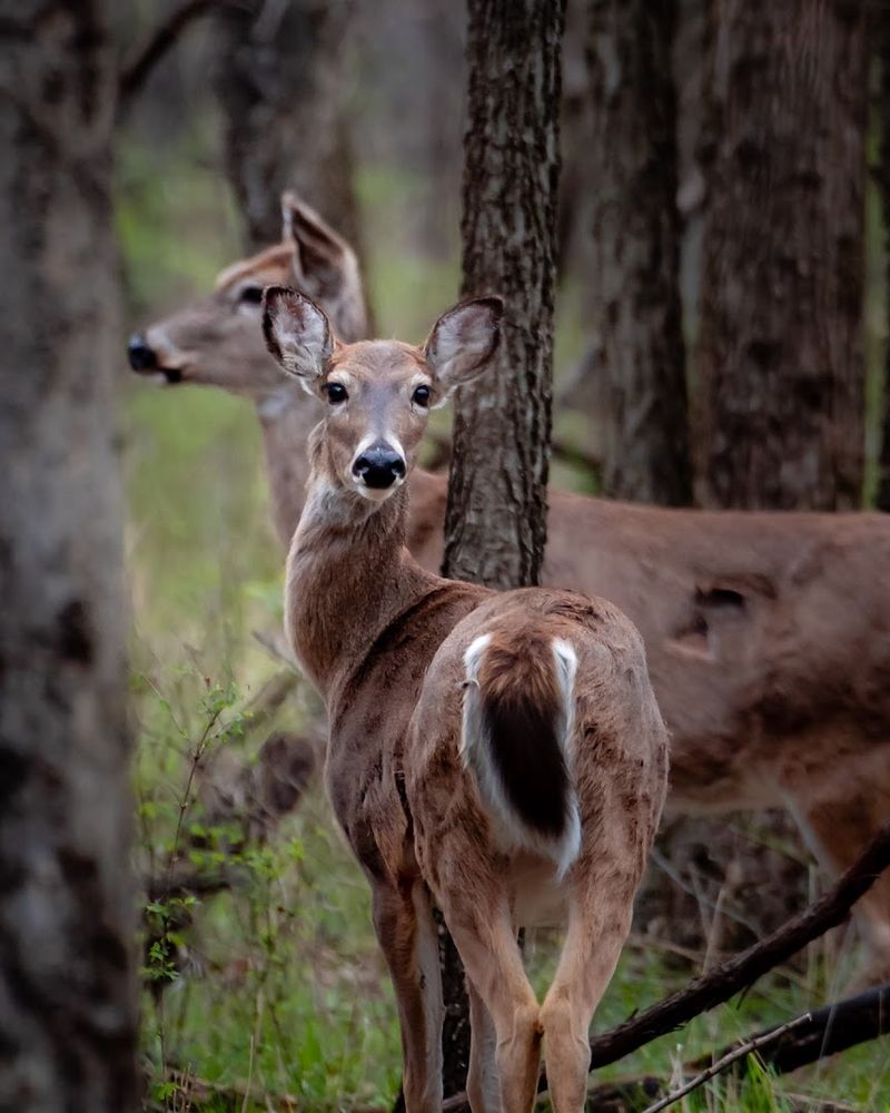 Wildlife Shows Up When You Slow Down