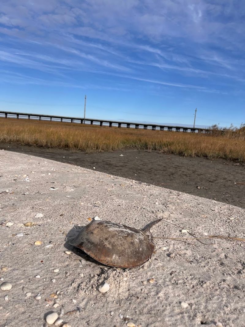 Wildlife So Close You'll Forget You're in New Jersey Wildlife So Close You'll Forget You're in New Jersey