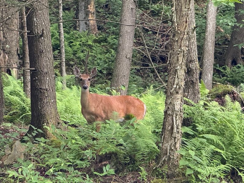 Wildlife Spotting In Their Natural Habitat