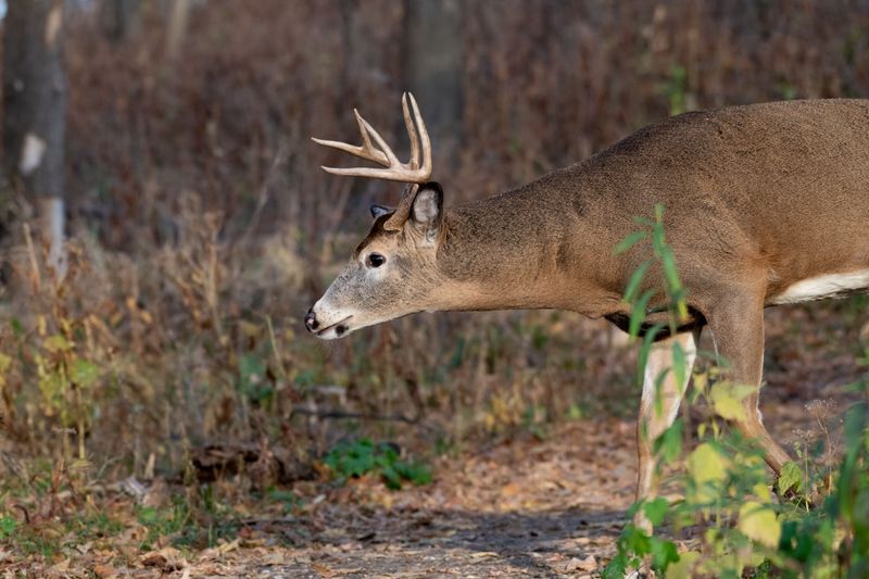 Wildlife That Does Not Hide From You