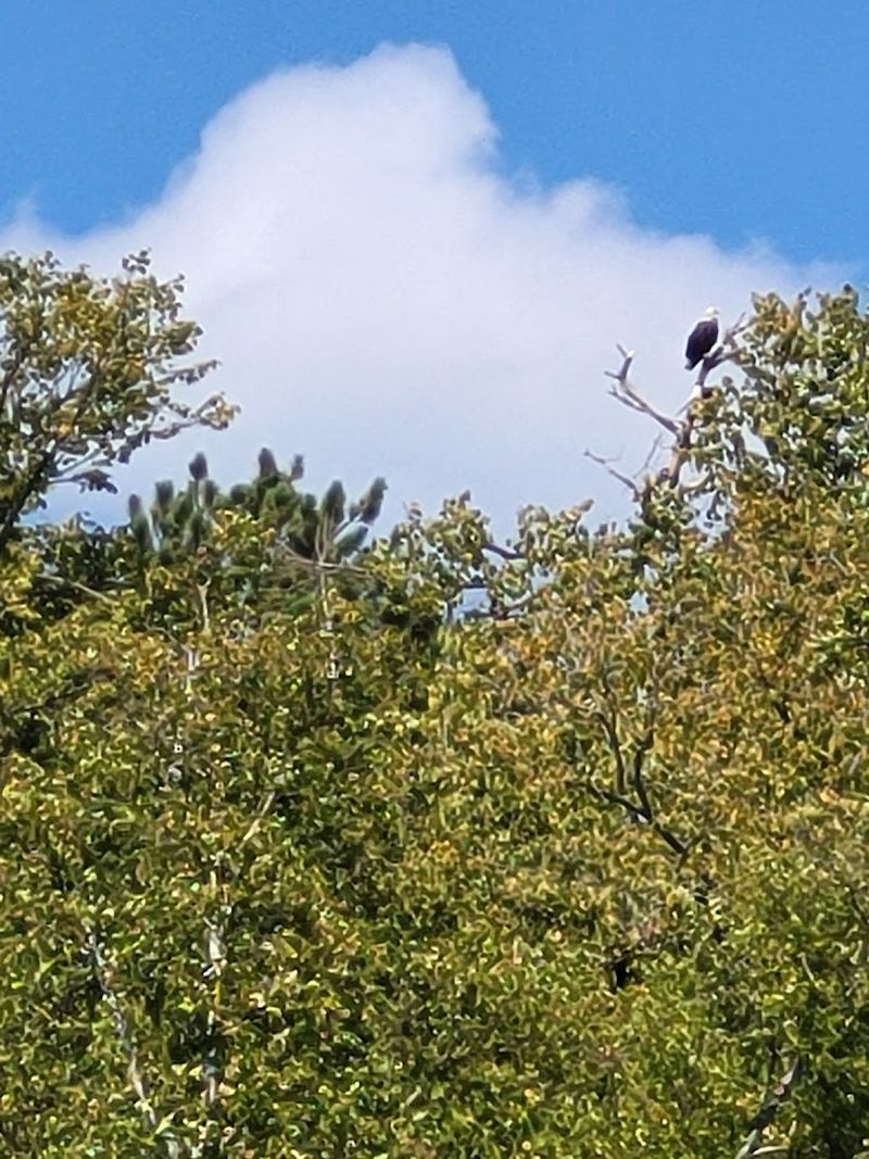 Wildlife That Shares the Lake With You