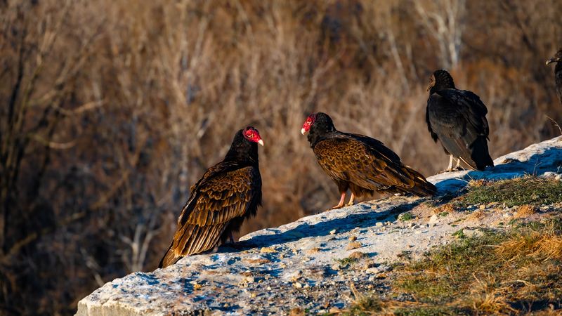 Wildlife That Sneaks Up On You