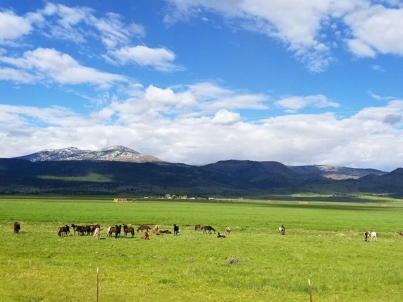 Wildlife That Stops You in Your Tracks