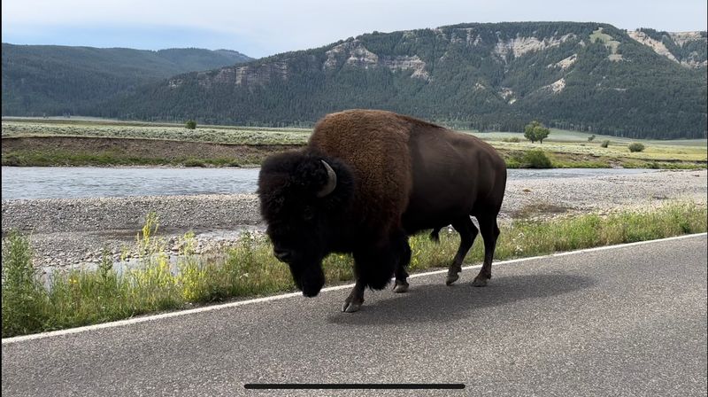 Wildlife That Wanders Into Town Like It Belongs There Wildlife That Wanders Into Town Like It Belongs There