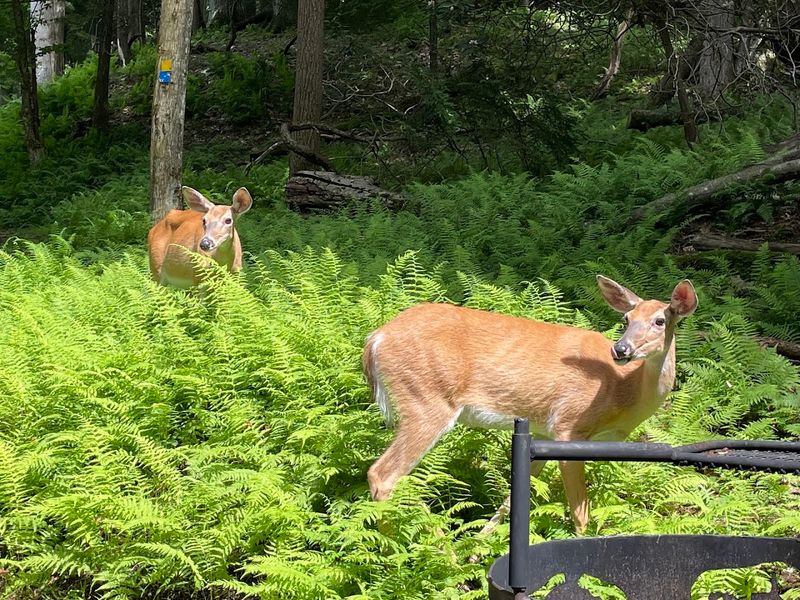 Wildlife Views and Misty Thrills
