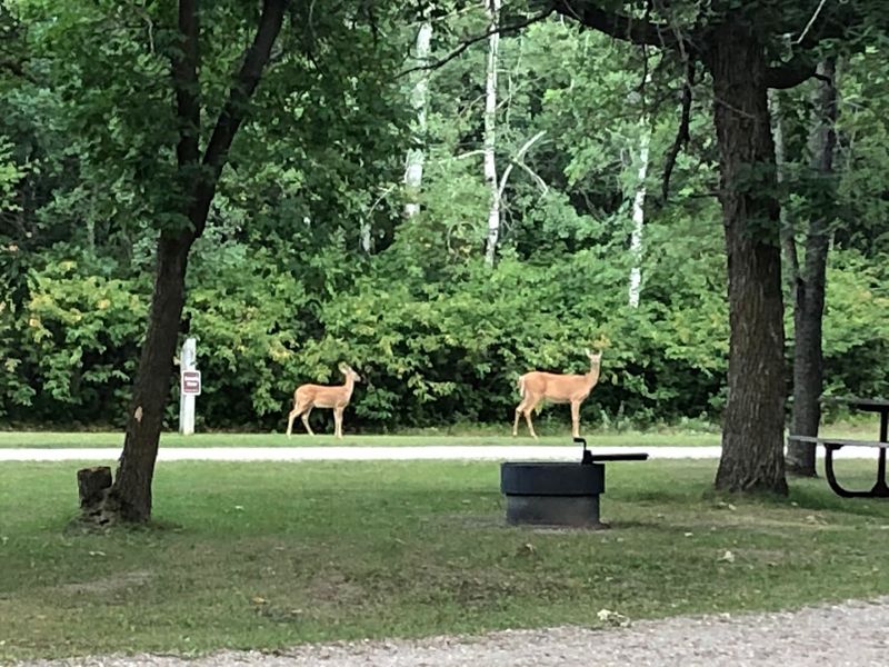 Wildlife Watching Around Every Bend in the Park