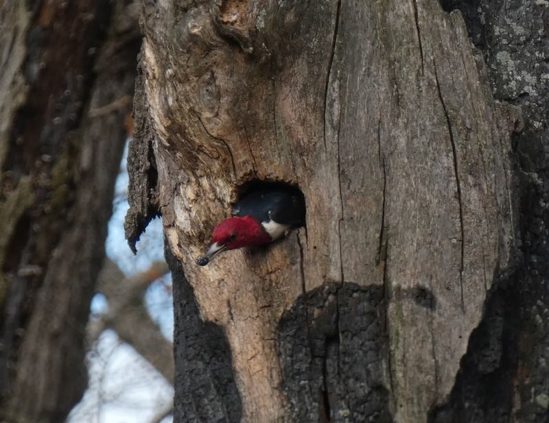Wildlife Watching Opportunities That Go Beyond the Obvious