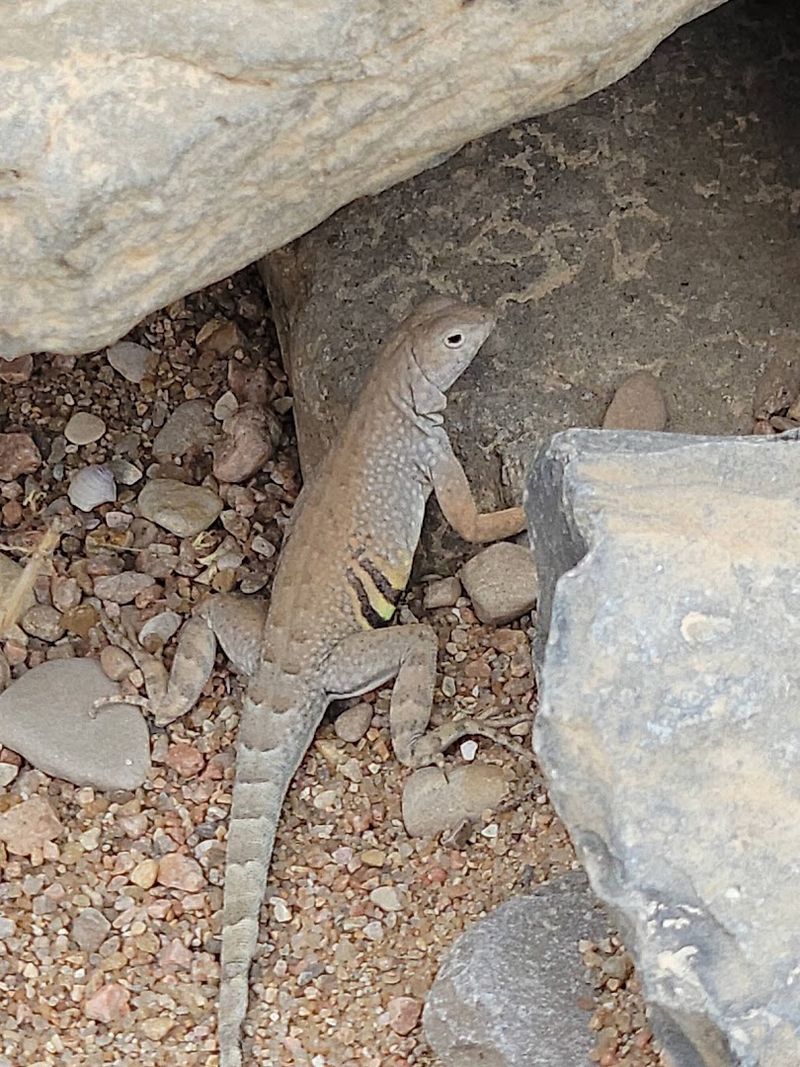 Wildlife Watching in the Texas Hill Country