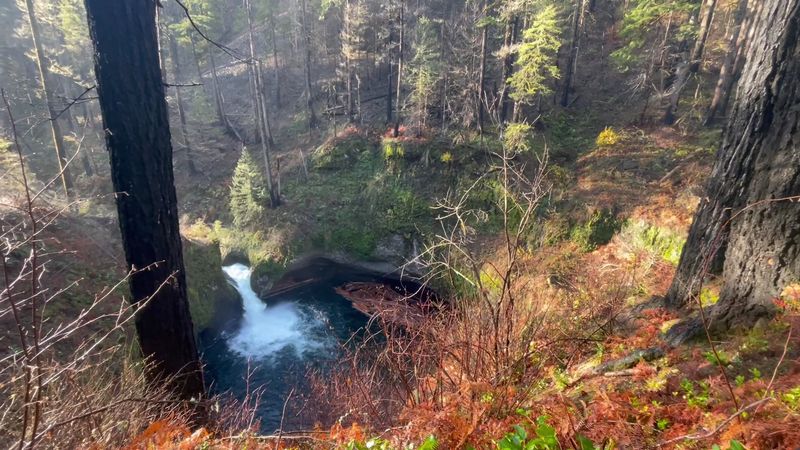 Wildlife, Wildflowers, and the Forest Recovery Story