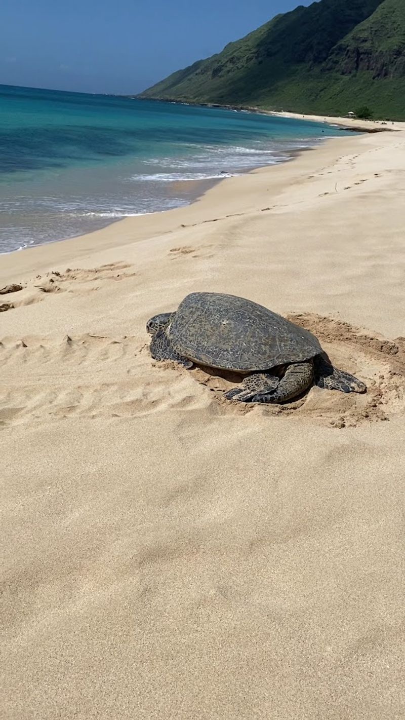 Wildlife You Might Actually See