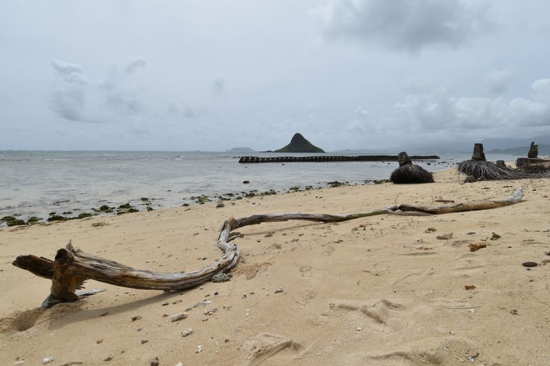 Wildlife You Might Encounter on the Island