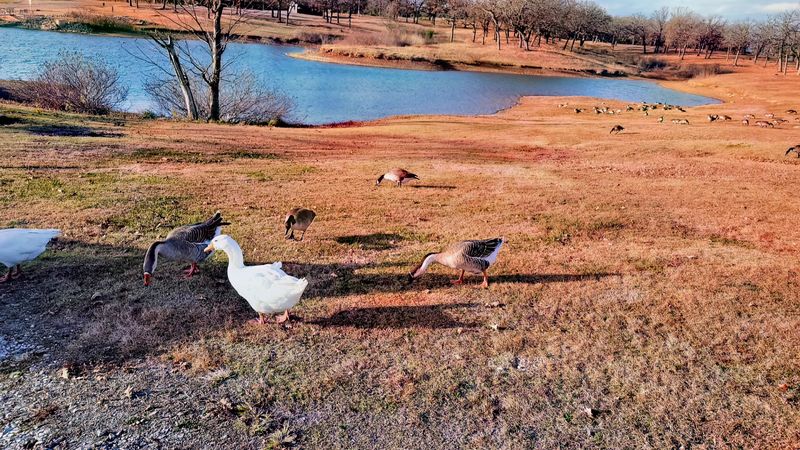 Wildlife You Notice Without Trying