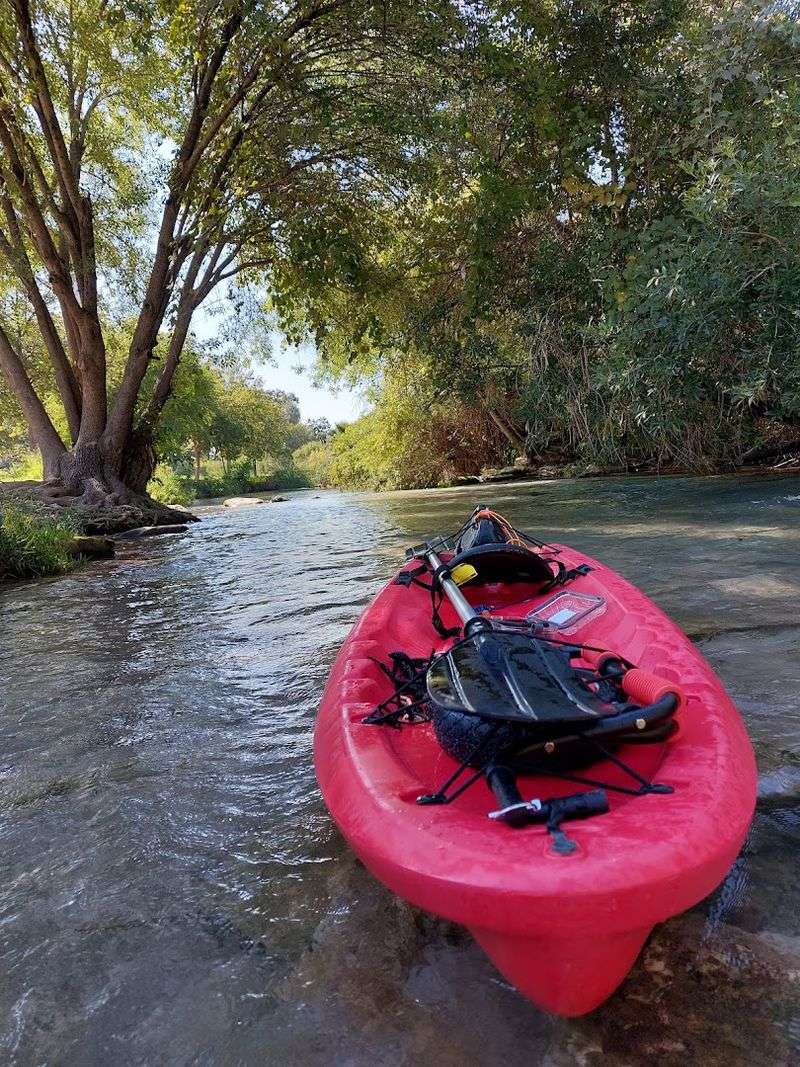 Wildlife and Ecosystem Wonders Along the Creek