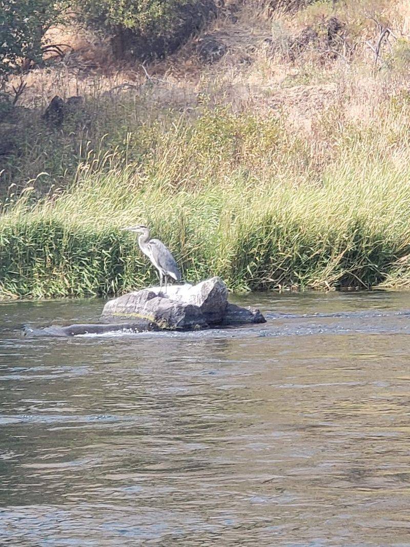 Wildlife and Nature You Might Spot Along the Banks Wildlife and Nature You Might Spot Along the Banks