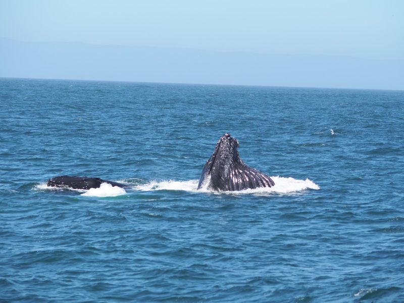 Wildlife, the Marine Sanctuary, and the Bigger Picture
