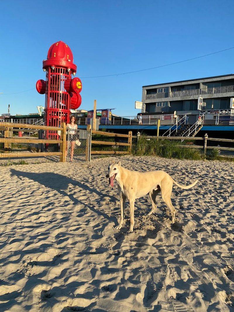Wildwood Dog Park & Beach