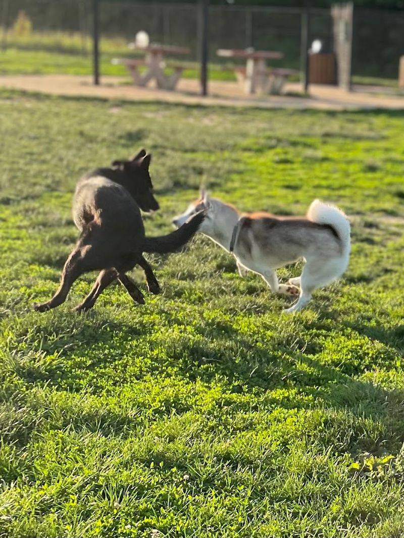 Wolf Hill Off-Leash Dog Park