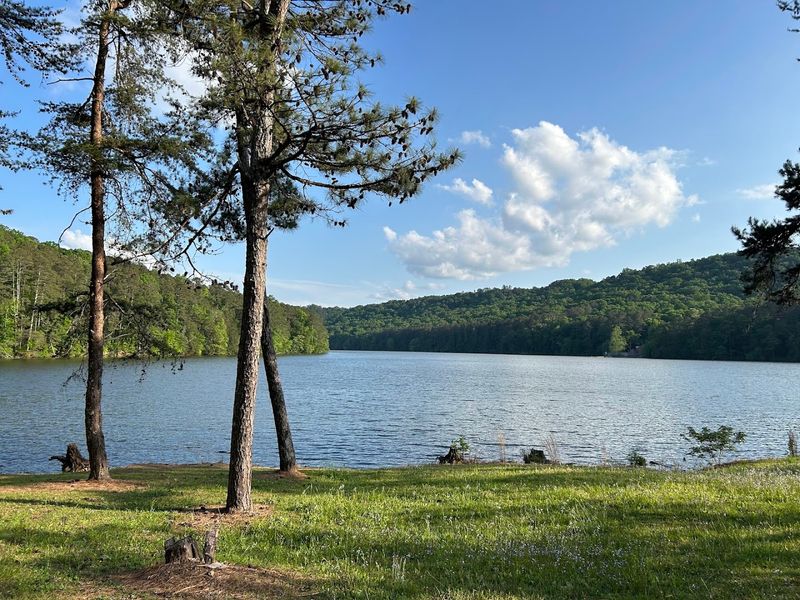 World-Class Bass Fishing on Alabama's Largest Lake