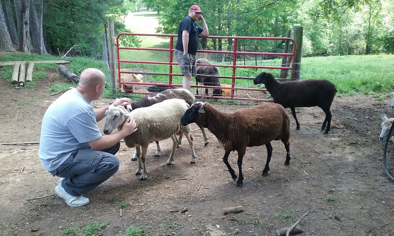 You Are Tasting Alabama's Only Licensed Sheep Dairy