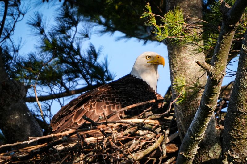 You Can Cruise Past Real Bald Eagle Nests