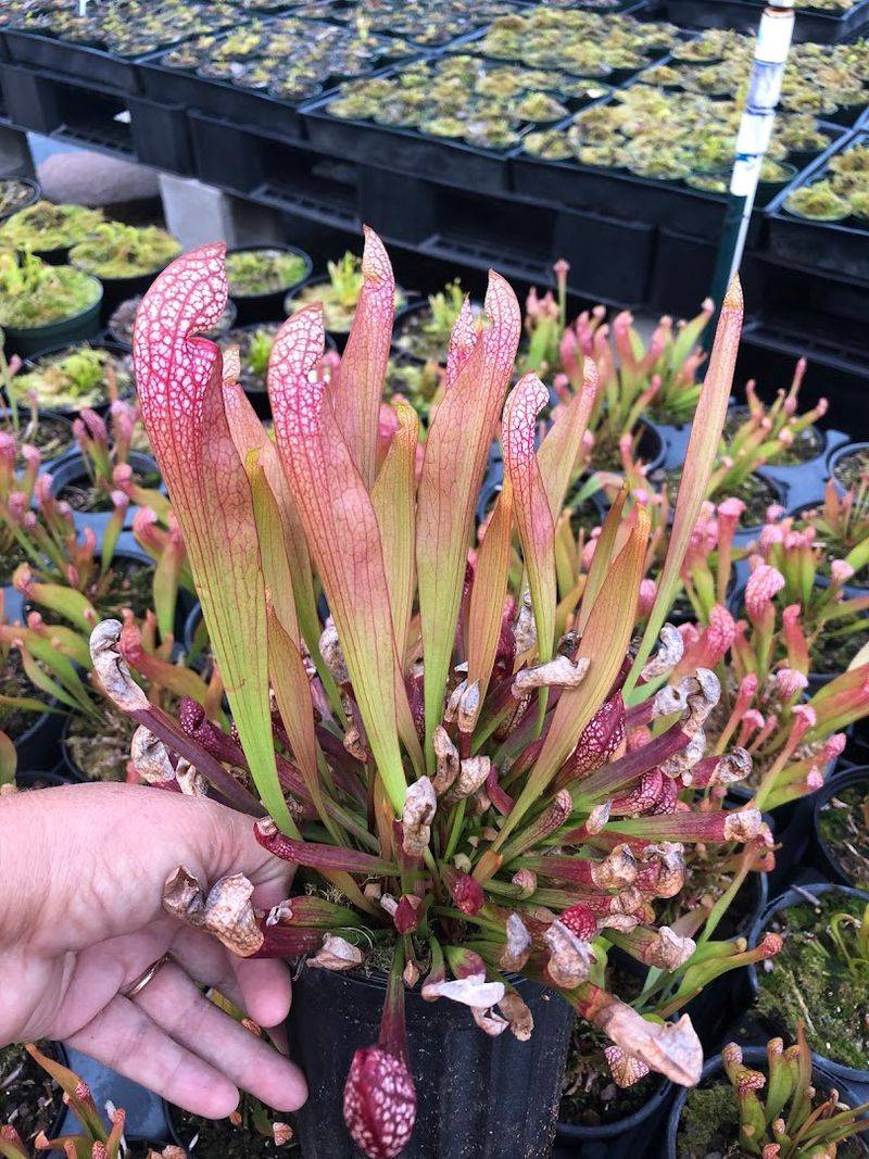 You Can Discover Healthy Carnivorous Plants Growing Right Here You Can Discover Healthy Carnivorous Plants Growing Right Here