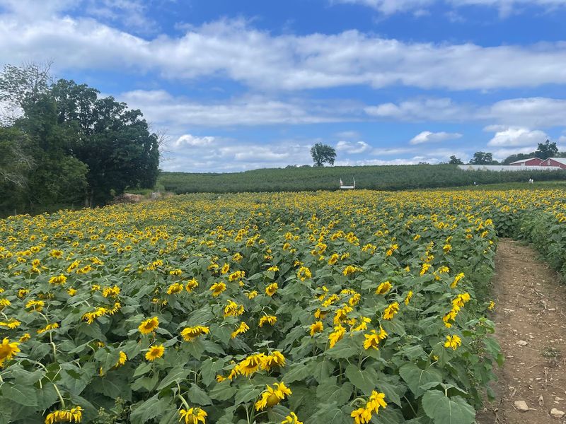 You Can Even Pick Sunflowers In August And September