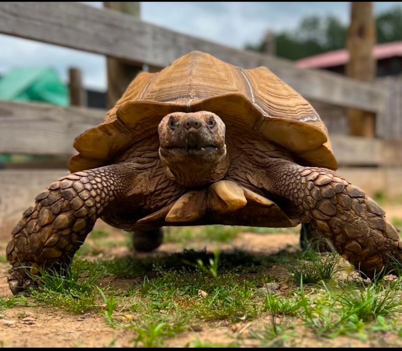 You Can Watch Giant Tortoises Roam Open Enclosures