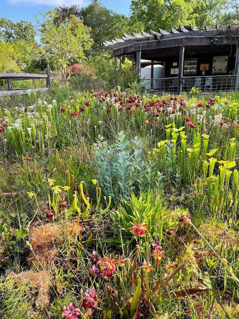 You Need To Spend Time in the Azalea Garden and Carnivorous Plant Bog