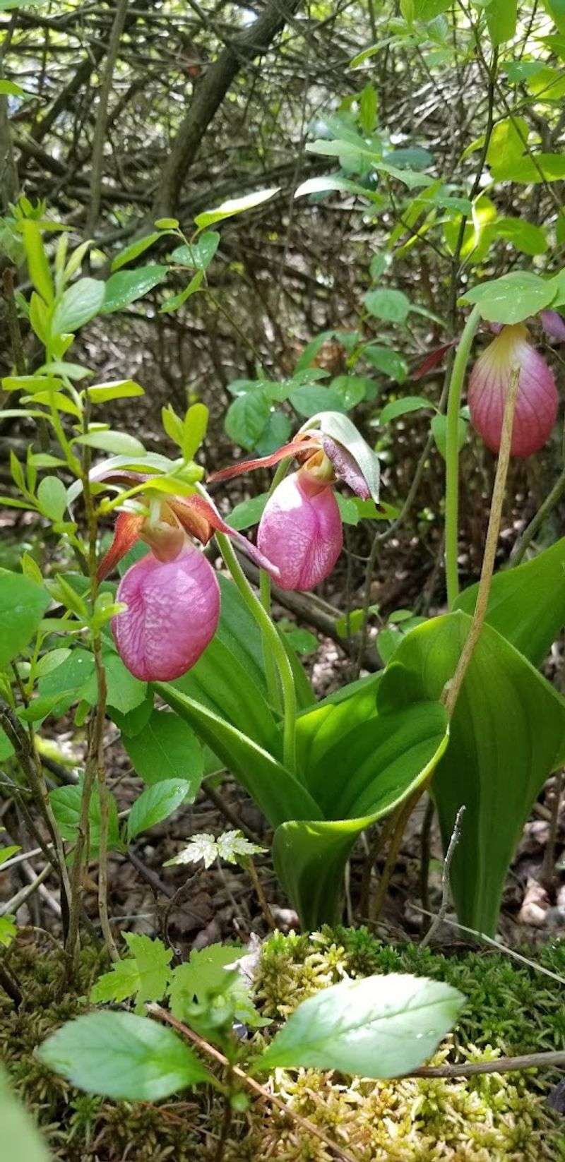 You Will Find Rare Orchids Growing Wild Here