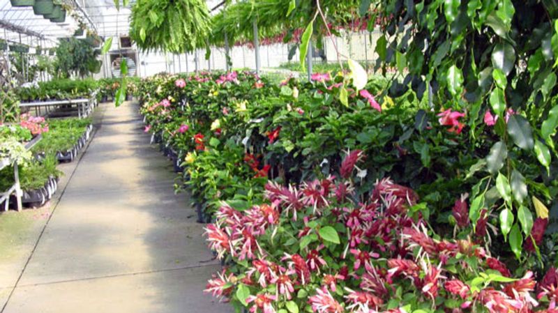 You Will Find Seasonal Plants Nobody Else Carries
