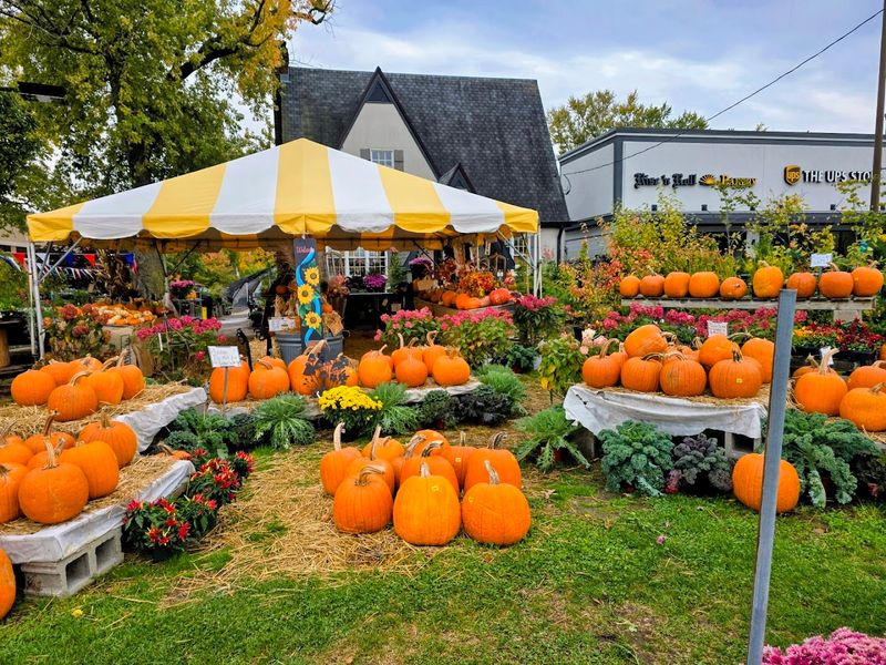 You Will Love the Seasonal Pumpkin Display