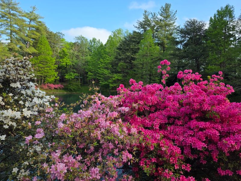 You Will Not Believe the Azalea Collection Here You Will Not Believe the Azalea Collection Here