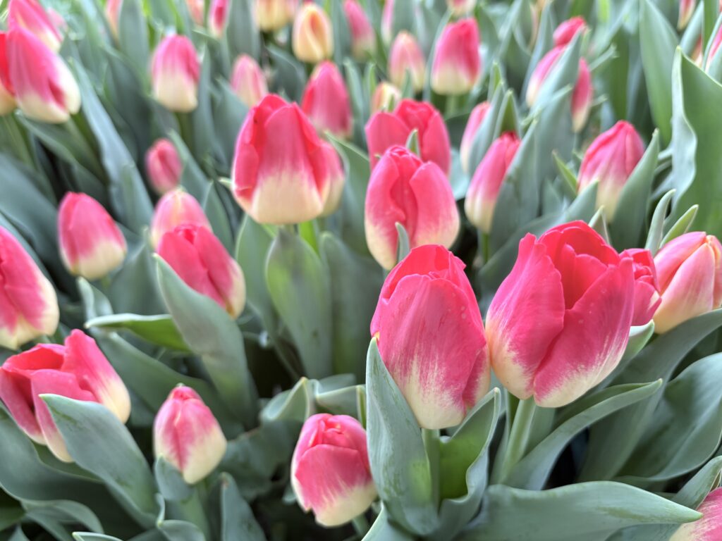 Tulips of Keukenhof.