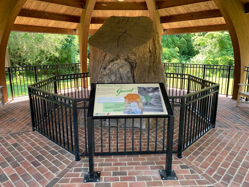 A 29 Acre Park Built Around One Extraordinary Tree