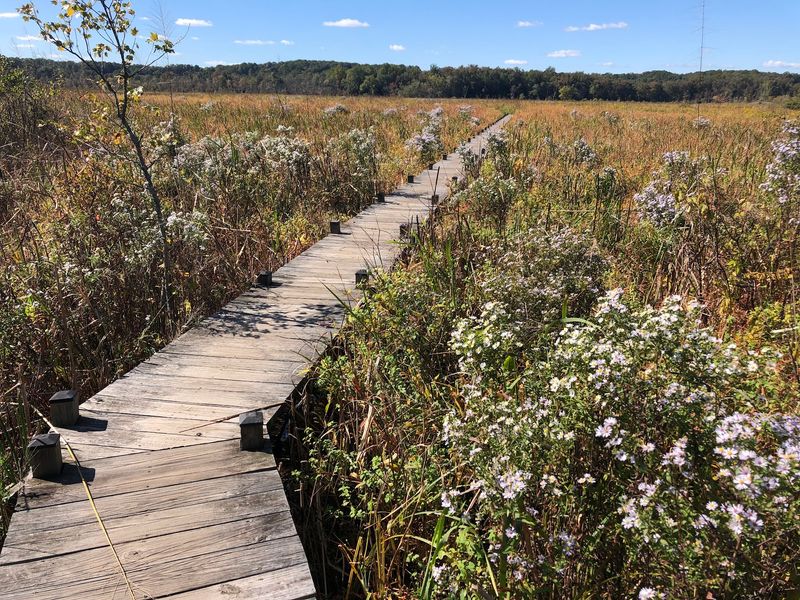 A 460 Foot Boardwalk Through Tidal Marsh
