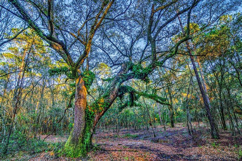 A Botanical Treasure Hunt, Rare Wildflowers Around Every Turn