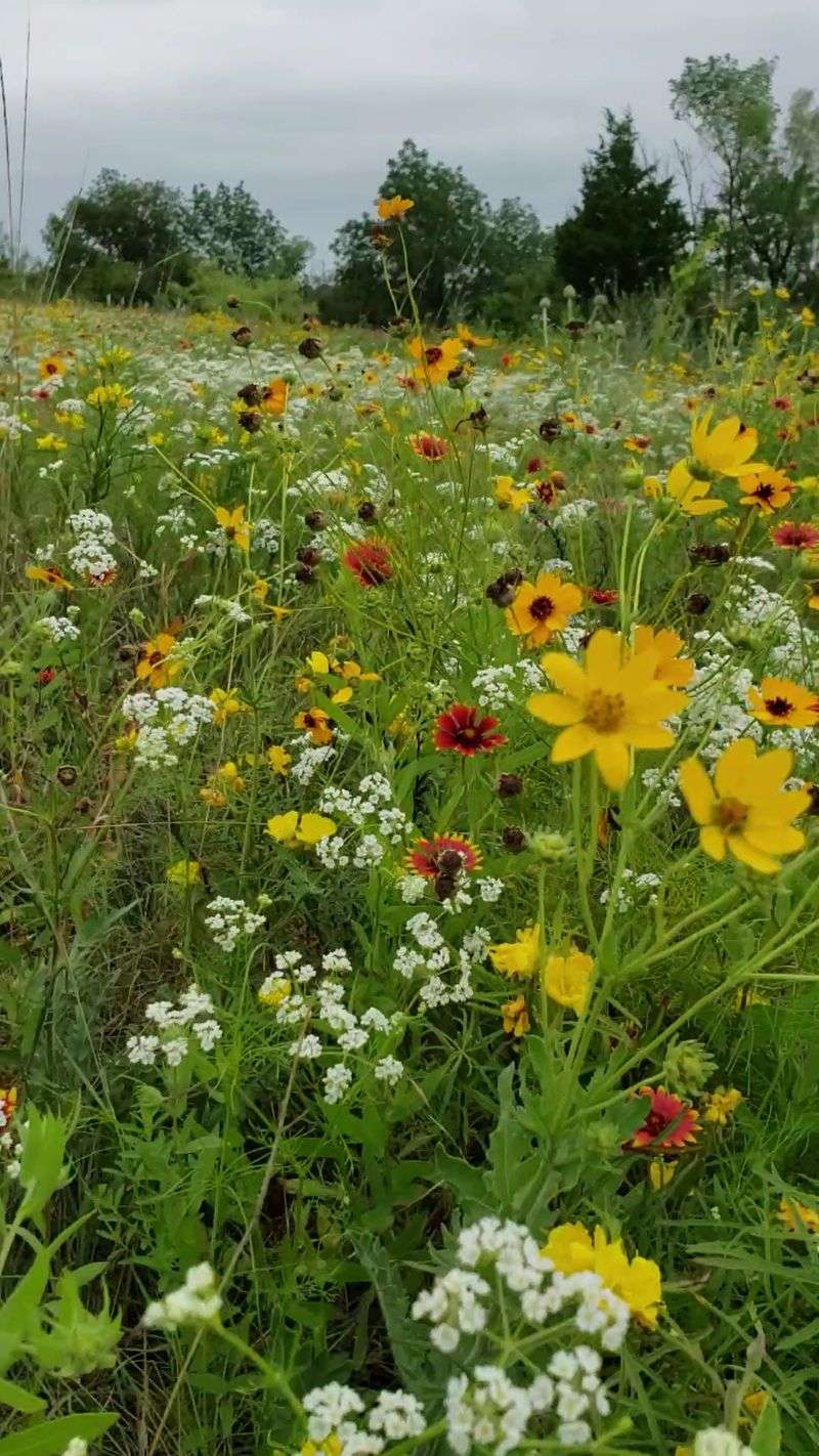 A Botanist's Dream, A Wildflower Wonderland
