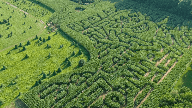 A Corn Maze Big Enough To Get Properly Lost In A Corn Maze Big Enough To Get Properly Lost In