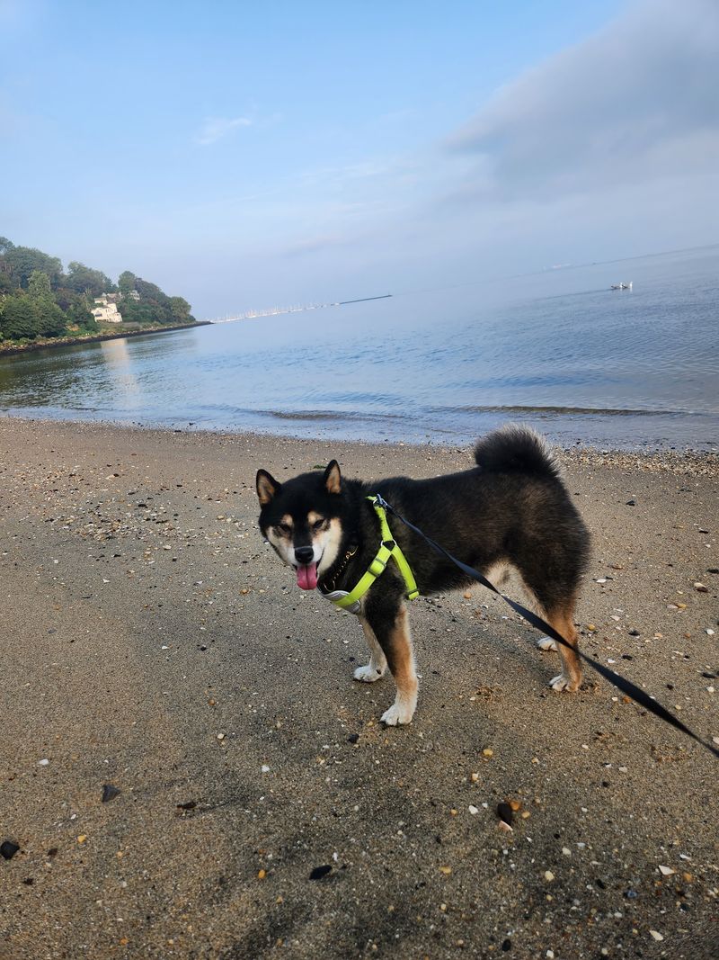 A Dog-Friendly Spot Worth Knowing About
