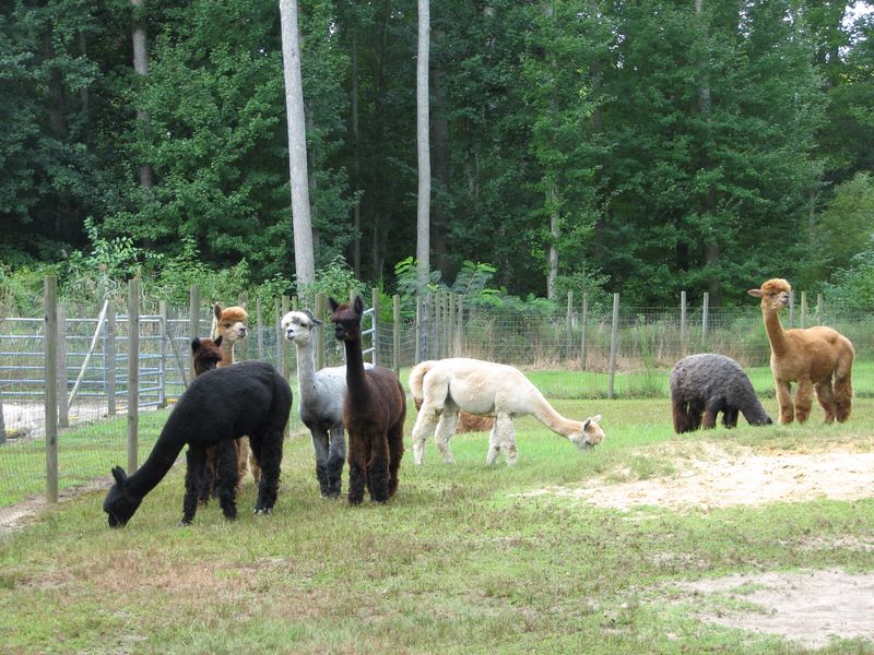 A Focus on Care and Animal Wellbeing