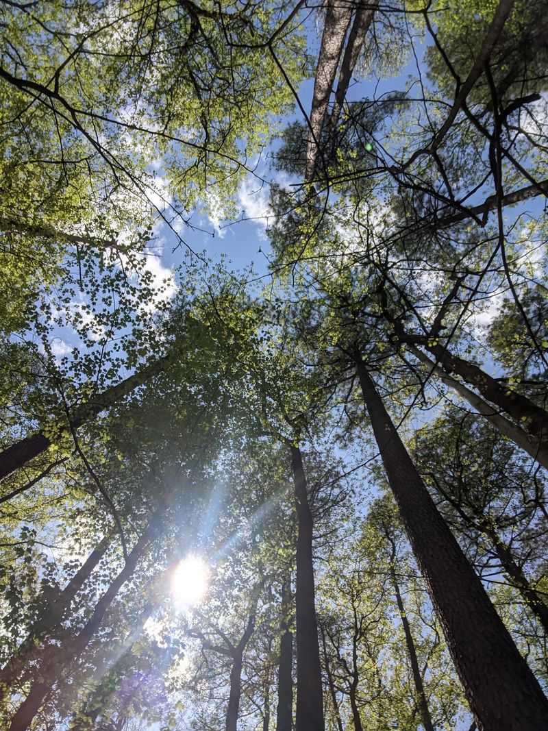 A Forest Full of Rarities, Including Cactus in Maryland