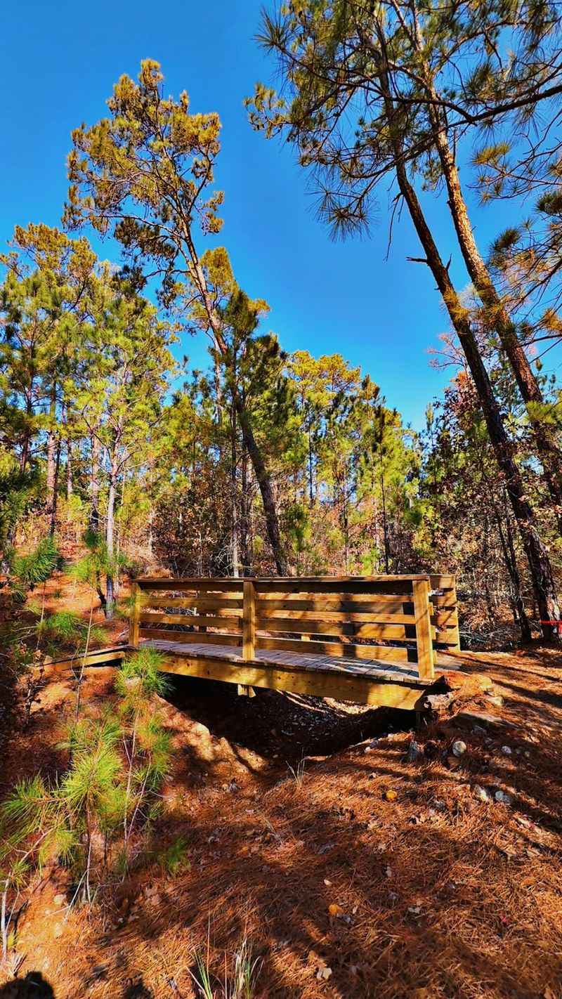 A Forest Rebuilding Itself After The 2011 Fire