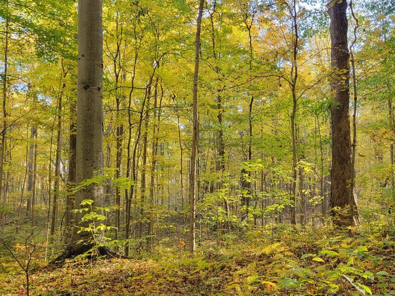 A Forest That Has Been Growing for Nearly 200 Years A Forest That Has Been Growing for Nearly 200 Years