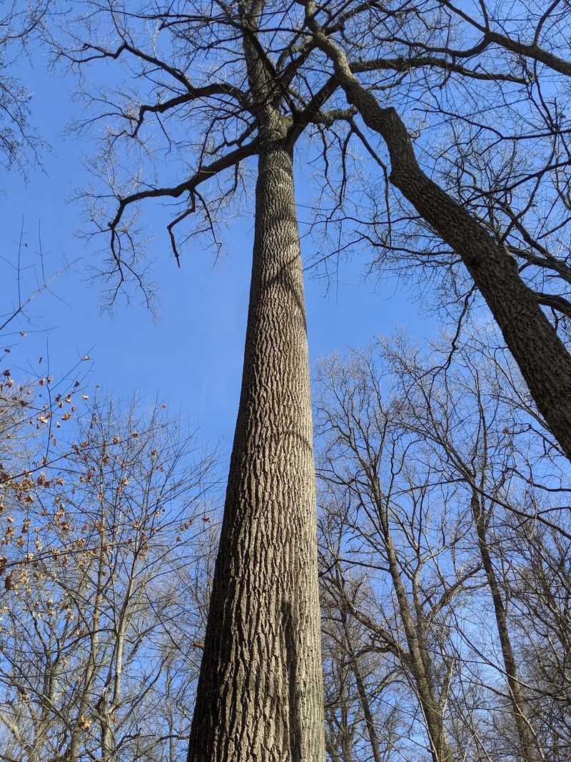 A Forest That Has Never Been Cut Down