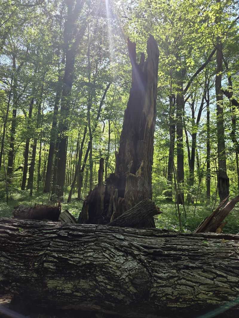 A Forest That Remembers Early Indiana A Forest That Remembers Early Indiana