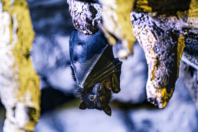 A Global Stronghold For Endangered Gray Bats