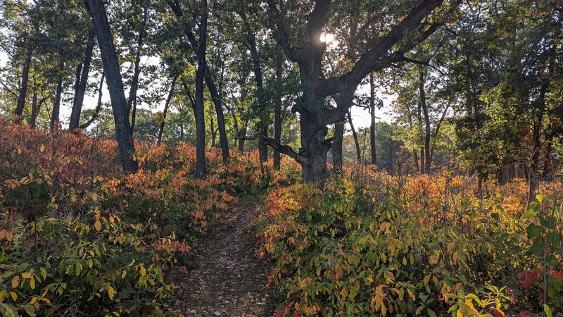 A Globally Rare Sand Savanna You Can Actually Walk Through